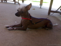 Кобель китайской хохлатой собаки ищет подругу для вязки - Изображение #3, Объявление #30346