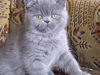 Экзотические короткошерстные котята - Изображение #5, Объявление #34974