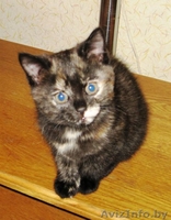 Подарю бобтейла (кошечка) - Изображение #2, Объявление #29247