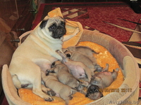 щенков породы мопс - Изображение #3, Объявление #34302