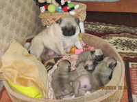 щенков породы мопс - Изображение #2, Объявление #34302