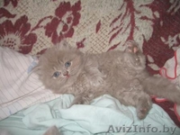 Британские короткошерстные котята от титулованных родителей - Изображение #1, Объявление #34397