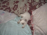 Британские короткошерстные котята от титулованных родителей - Изображение #2, Объявление #34397