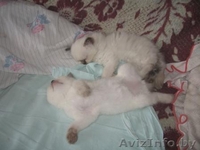Британские короткошерстные котята от титулованных родителей - Изображение #4, Объявление #34397
