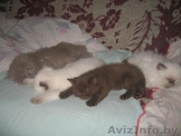 Британские короткошерстные котята от титулованных родителей - Изображение #3, Объявление #34397