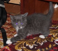 Отдам котенка бесплатно - Изображение #1, Объявление #36032