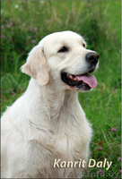 Золотистого ретривера щенки - Изображение #1, Объявление #36619