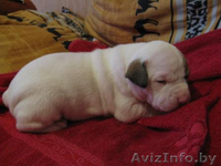 Щенки американского бульдога - Изображение #1, Объявление #34253