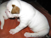 Щенки американского бульдога - Изображение #4, Объявление #34253