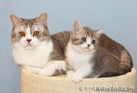 Британские котята редких окрасов от родителей международных чемпионов - Изображение #3, Объявление #28943