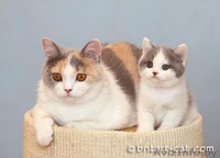 Британские котята редких окрасов от родителей международных чемпионов - Изображение #2, Объявление #28943