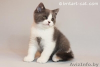Британские котята редких окрасов от родителей международных чемпионов - Изображение #1, Объявление #28943