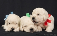 Золотистого ретривера щенки - Изображение #2, Объявление #36619