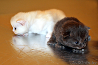 Котят к добрым людям - Изображение #3, Объявление #30772