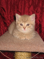 Очаровательные котята британской породы - Изображение #2, Объявление #29373