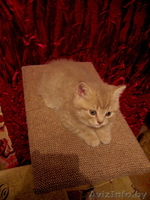 Замечательный британский котенок - Изображение #1, Объявление #30296