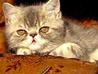 Экзотические короткошерстные котята - Изображение #1, Объявление #34974
