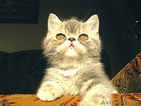 Экзотические короткошерстные котята - Изображение #2, Объявление #34974