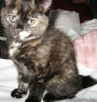 Подарю бобтейла (кошечка) - Изображение #1, Объявление #29247