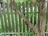 Забор металлический   толщ.мет. 1.4 - Изображение #3, Объявление #36385