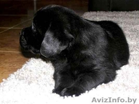 Лабрадора ретривера щенки от импортированных производителей. - Изображение #2, Объявление #27743