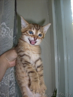 Бенгальский котёнок(помесь) - Изображение #1, Объявление #36690