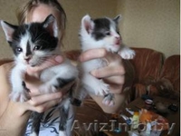 Шесть очень красивых и умных котят 1 месяц в дар - Изображение #1, Объявление #44058