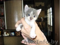 Три очень красивых и умных котенка 1 месяц в дар - Изображение #2, Объявление #45160