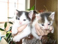 Четыре очень красивых и умных котенка 1 месяц в дар - Изображение #1, Объявление #45729