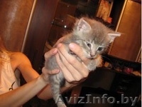 Четыре очень красивых и умных котенка 1 месяц в дар - Изображение #3, Объявление #45729