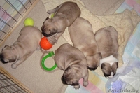 ПРОДАМ ЩЕНКОВ ФРАНЦУЗСКОГО БУЛЬДОГА - Изображение #1, Объявление #39518