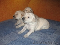 золотистый ретривер - Изображение #1, Объявление #41717