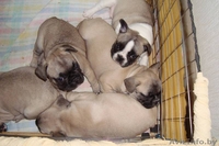 ПРОДАМ ЩЕНКОВ ФРАНЦУЗСКОГО БУЛЬДОГА - Изображение #2, Объявление #39518
