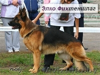 Щенки немецкой овчарки с отличной родословной - Изображение #1, Объявление #44646