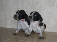 Щенки русского охотничьего спаниеля - Изображение #1, Объявление #39200