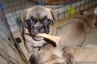 ПРОДАМ ЩЕНКОВ ФРАНЦУЗСКОГО БУЛЬДОГА - Изображение #3, Объявление #39518