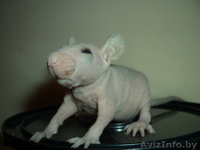 Крысы (голые) сфинксы. - Изображение #1, Объявление #38157