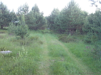 продажа участка в СОСНОВОМ бору - Изображение #4, Объявление #40677