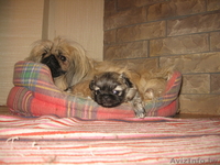 Продам щенка пекинеса - Изображение #2, Объявление #41138