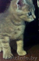 Подарю котенка (девочка) 1,5 месяца - Изображение #1, Объявление #44346