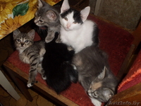Котята в хорошие руки - Изображение #1, Объявление #37903