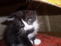 Котята в хорошие руки - Изображение #3, Объявление #37903