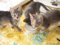 Котята в хорошие руки - Изображение #5, Объявление #37903