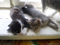 Котята в хорошие руки - Изображение #4, Объявление #37903