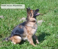 Щенки немецкой овчарки с отличной родословной - Изображение #2, Объявление #44646