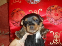 Йоркшский Терьер в Минске - Изображение #1, Объявление #46533