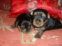 Йоркшский Терьер в Минске - Изображение #2, Объявление #46533