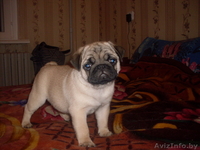 МОПС    СРОЧНО                 - Изображение #2, Объявление #43608