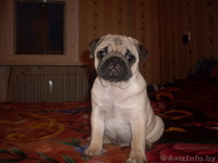 МОПС    СРОЧНО                 - Изображение #1, Объявление #43608