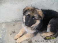 Немецкой овчарки щенки (девочки) - Изображение #2, Объявление #59638